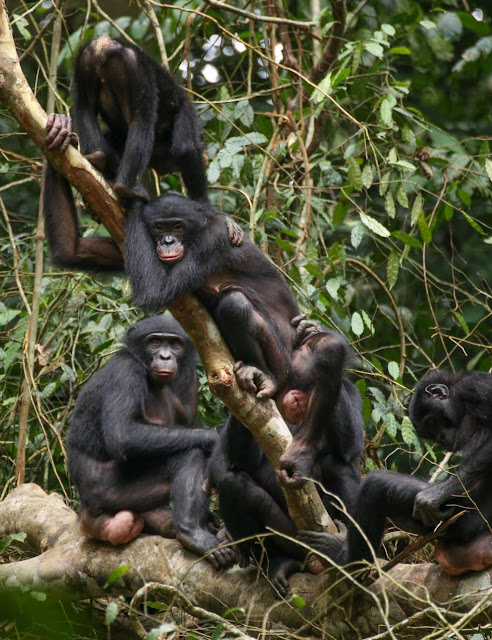 Бонобо (или карликовые шимпанзе