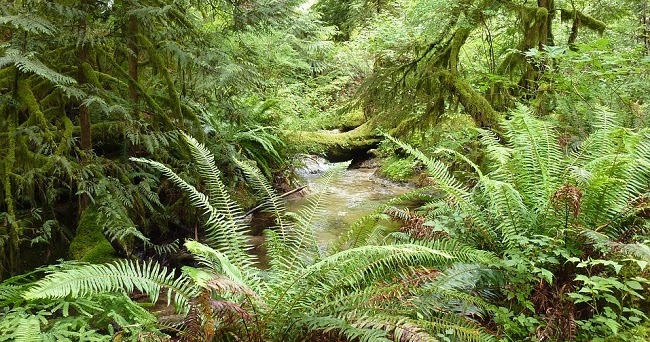 Ciri-ciri Tumbuhan Paku (Pteridophyta)