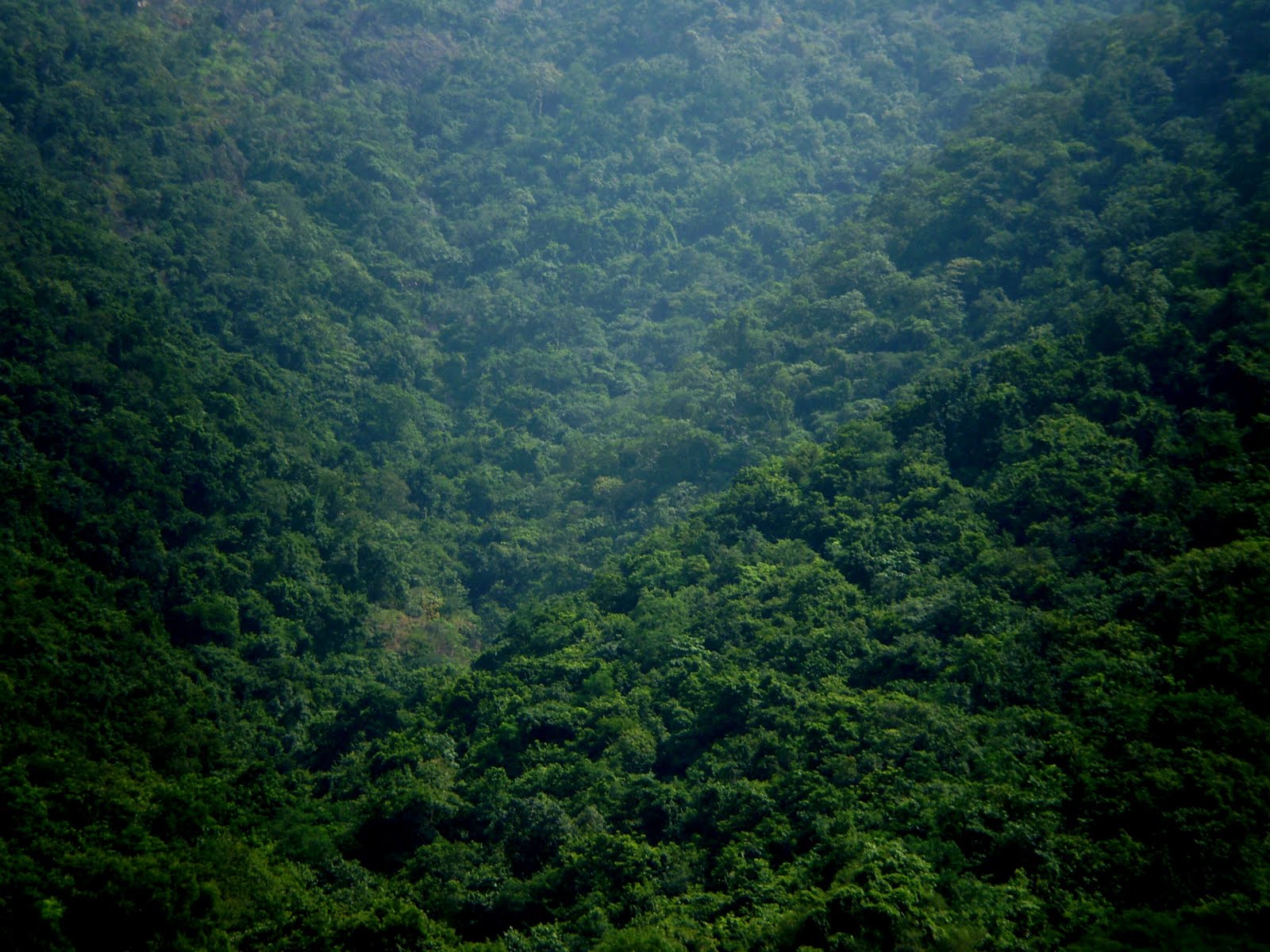 sLicEd InTo LifE!: nature91 :- Rain Forest...(day#35 of 91)