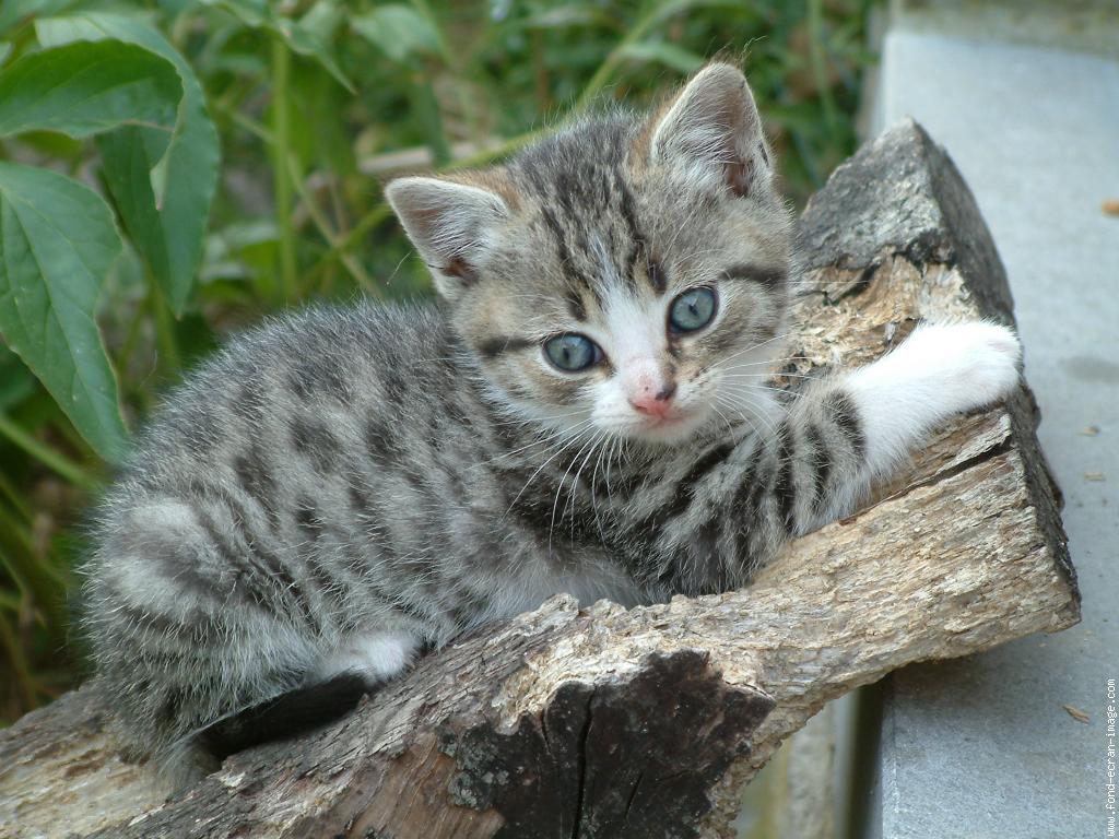 Jusqu A Quel Age Grandit Un Chat De Gouttière