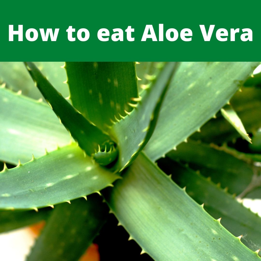 Is aloe vera poisonous How to eat aloe vera with pictures How to