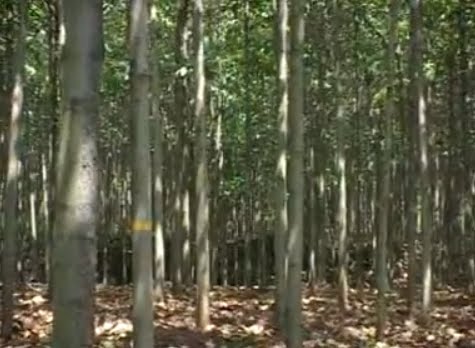 Agroforestry - A blog on Agrihortisilviculture: Anthocephalus cadamba ...