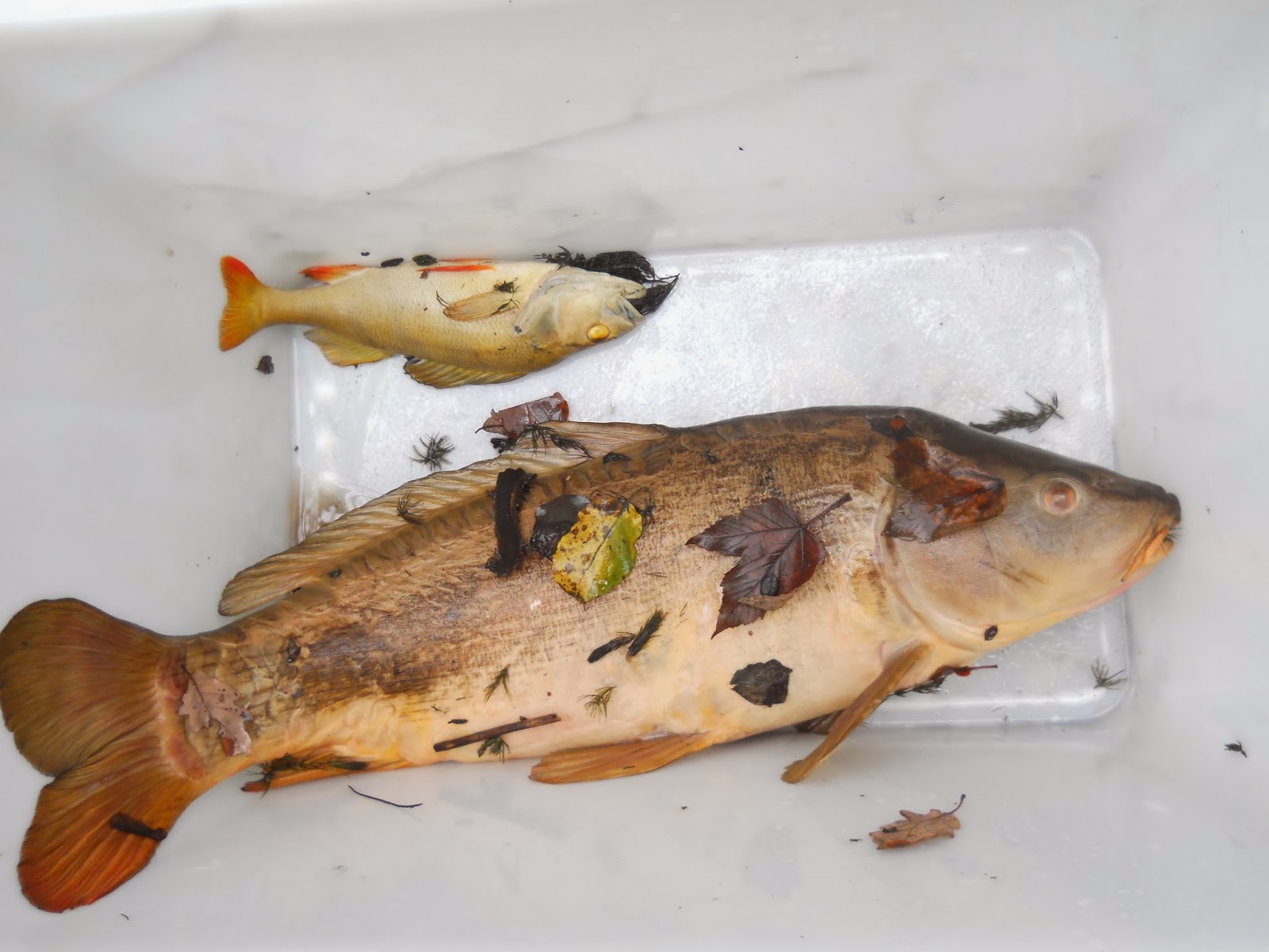 Lot De 6 Anciens Corps De Devons Leurres Poissons à Remonter, Fabrication Française, Pêche En Eau Douce