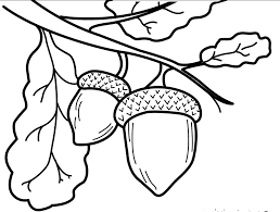 Acorn coloring pages 3