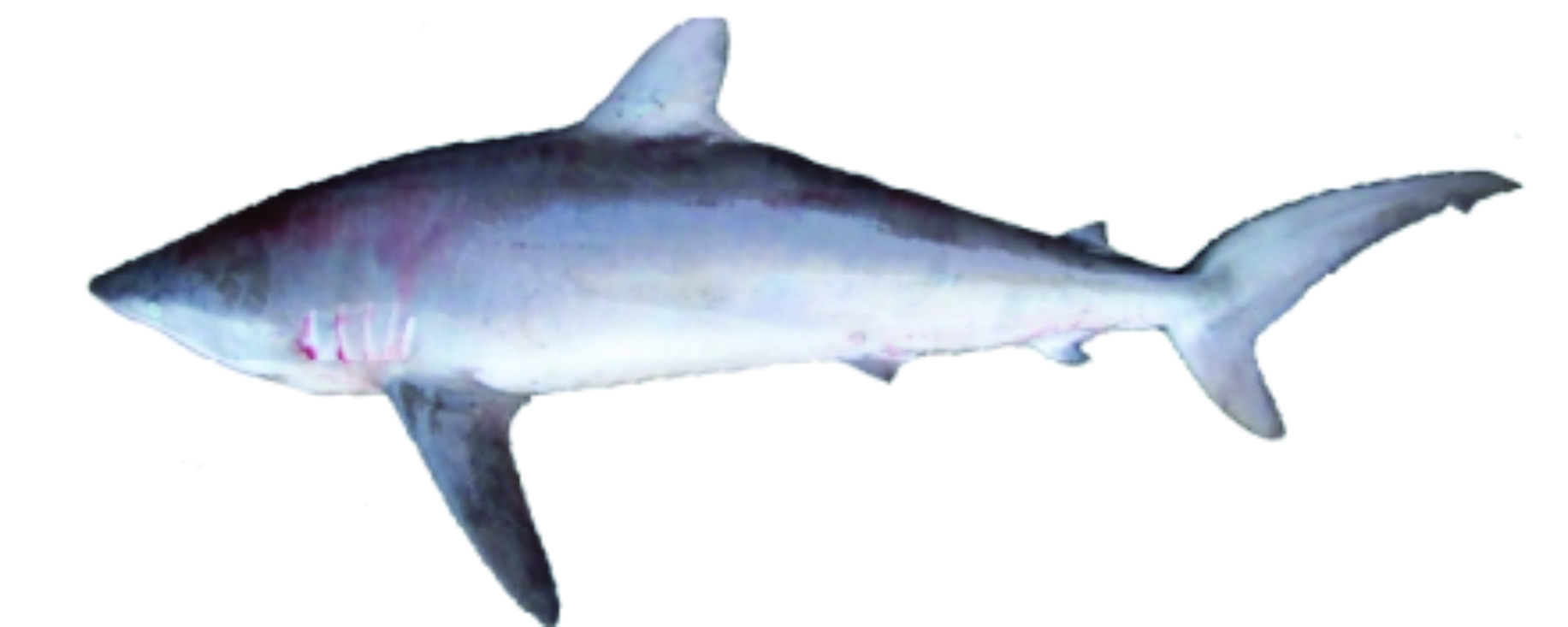 Jenis Jenis Ikan Hiu Yang Ada di Indonesia (Part 2) Lalaukan