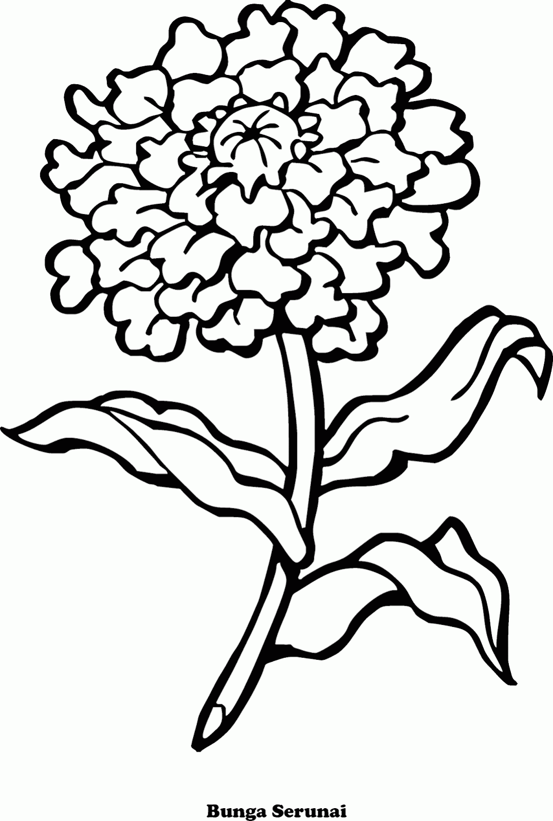 Gambar Daun Bunga Lukisan Sketsa Pastel Tanaman Mewarnai Serunai Contoh