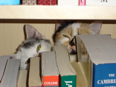 Cool Cats Hiding Seen On www.coolpicturegallery.us