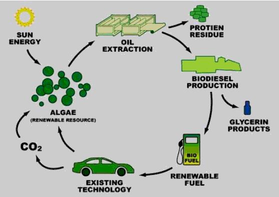 Green Global Brasil: BIODIESEL DE ALGAS