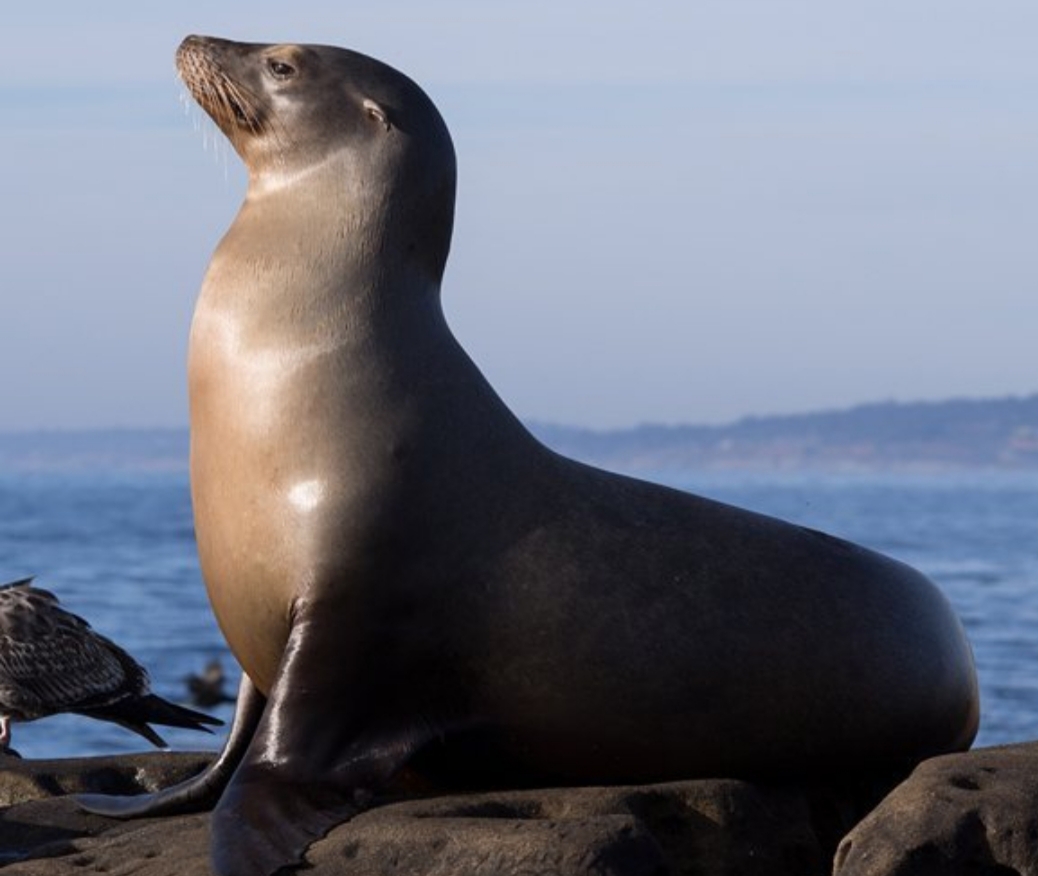 FAKTA TENTANG ANJING LAUT - PERIKANANKU