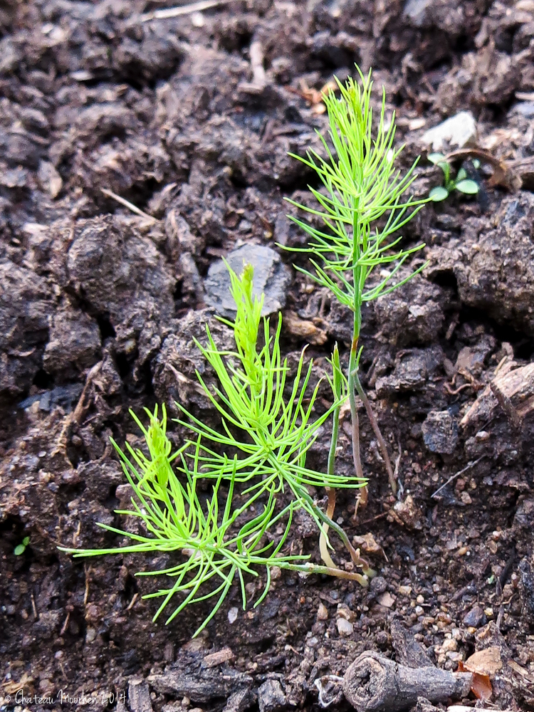 Chateau Moorhen..... goes south! Growing asparagus from seed