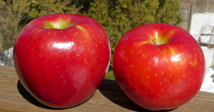 Cosmic Crisp vs. SugarBee smackdown - Adam's Apples