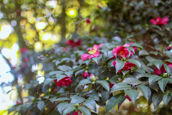 Breenhold Gardens Mount Wilson Flowers