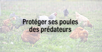  Protéger ses poules des prédateurs
