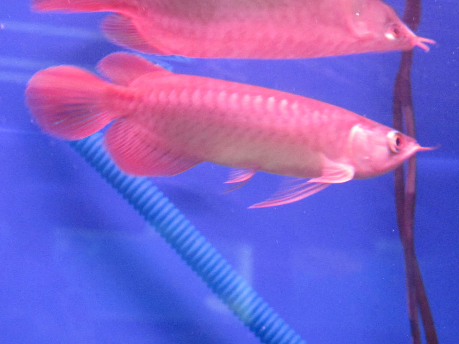 Chili Red Arowana