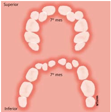 temas de odontologia: Desarrollo de los tres tipos de denticion ...