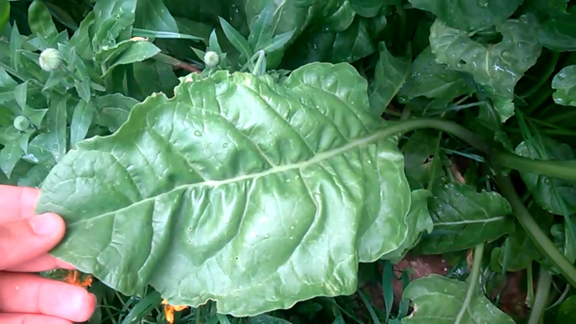 Start snipping and eating chard anytime after leaves form. To harvest mature chard, cut full-size leaves from the outside of the plant.