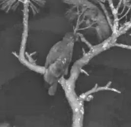 Eagles and Nature with chris7: Berry College Bald Eagle Chick Day 16