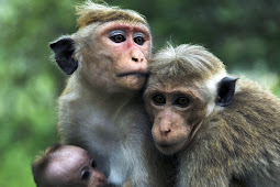Monkey Steals Hat and Won’t Return It