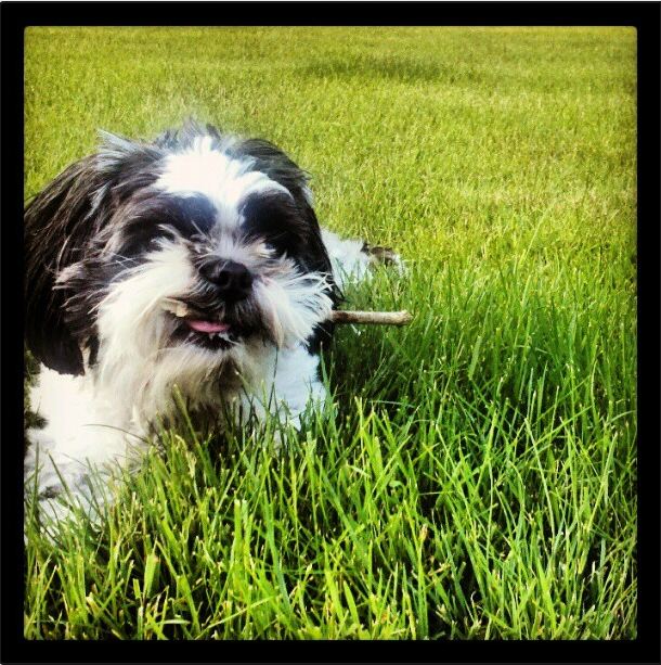 health blog Health Benefits of Coconut Oil for Dogs