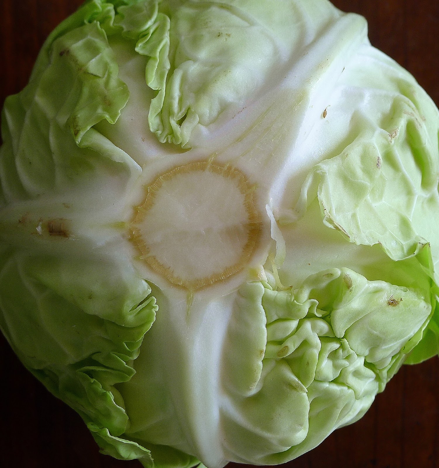 MY KITCHEN IN SPAIN THE CABBAGE IS ON A ROLL