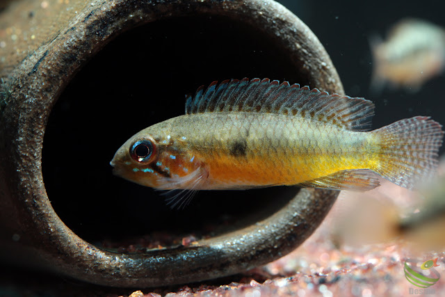 Apistogramma lineata