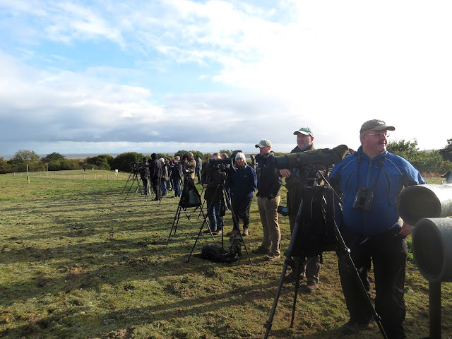 Cliff Swallow Twitch - Minsmere, Suffolk