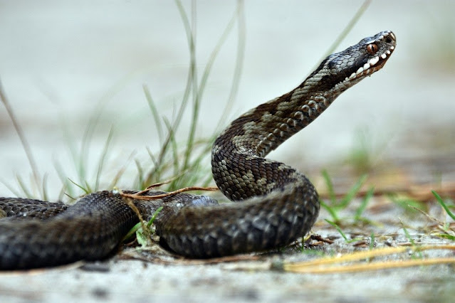 vipera cosa fare in caso di morso