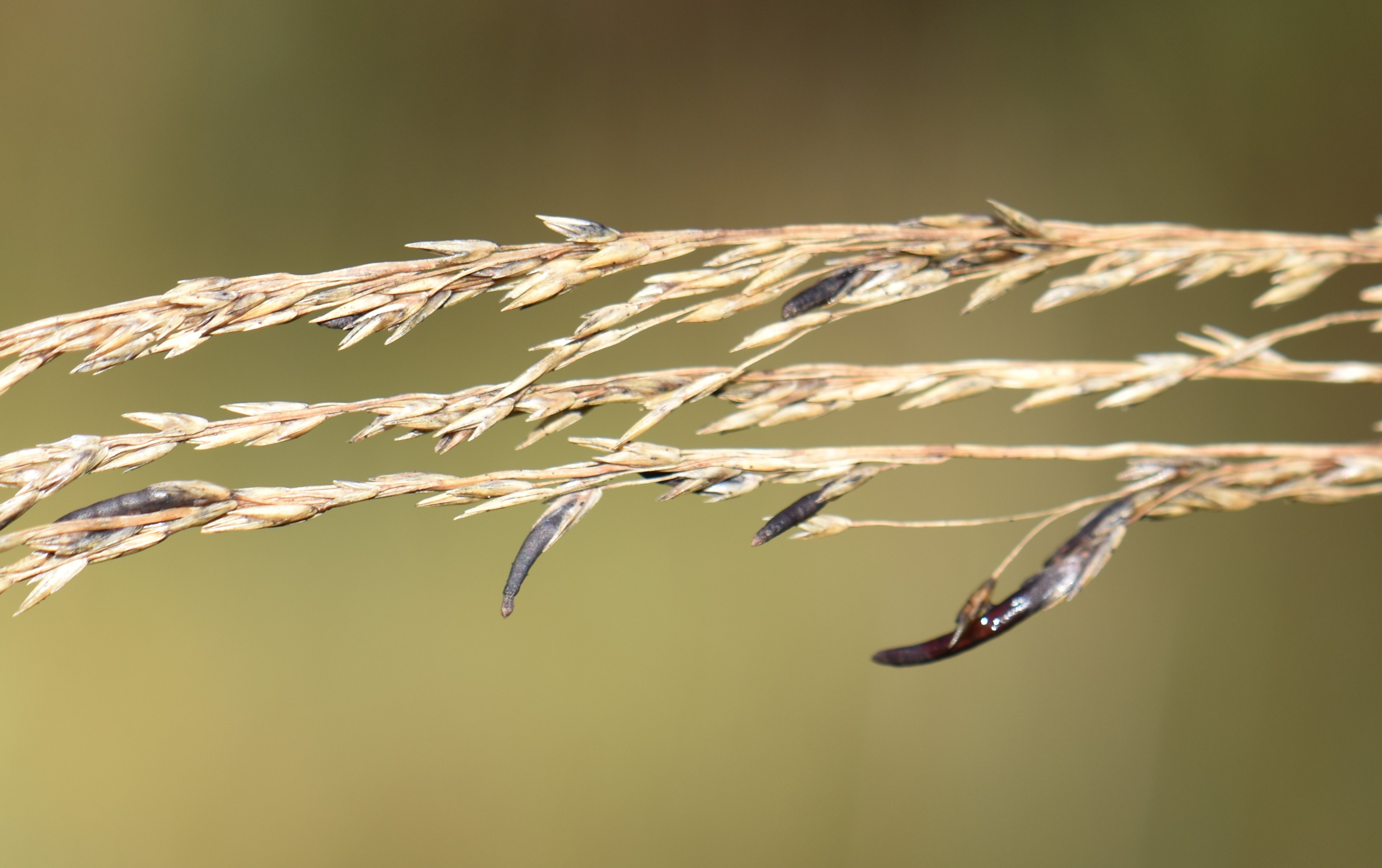 Lymington & District Naturalists' Society Ergot of Rye