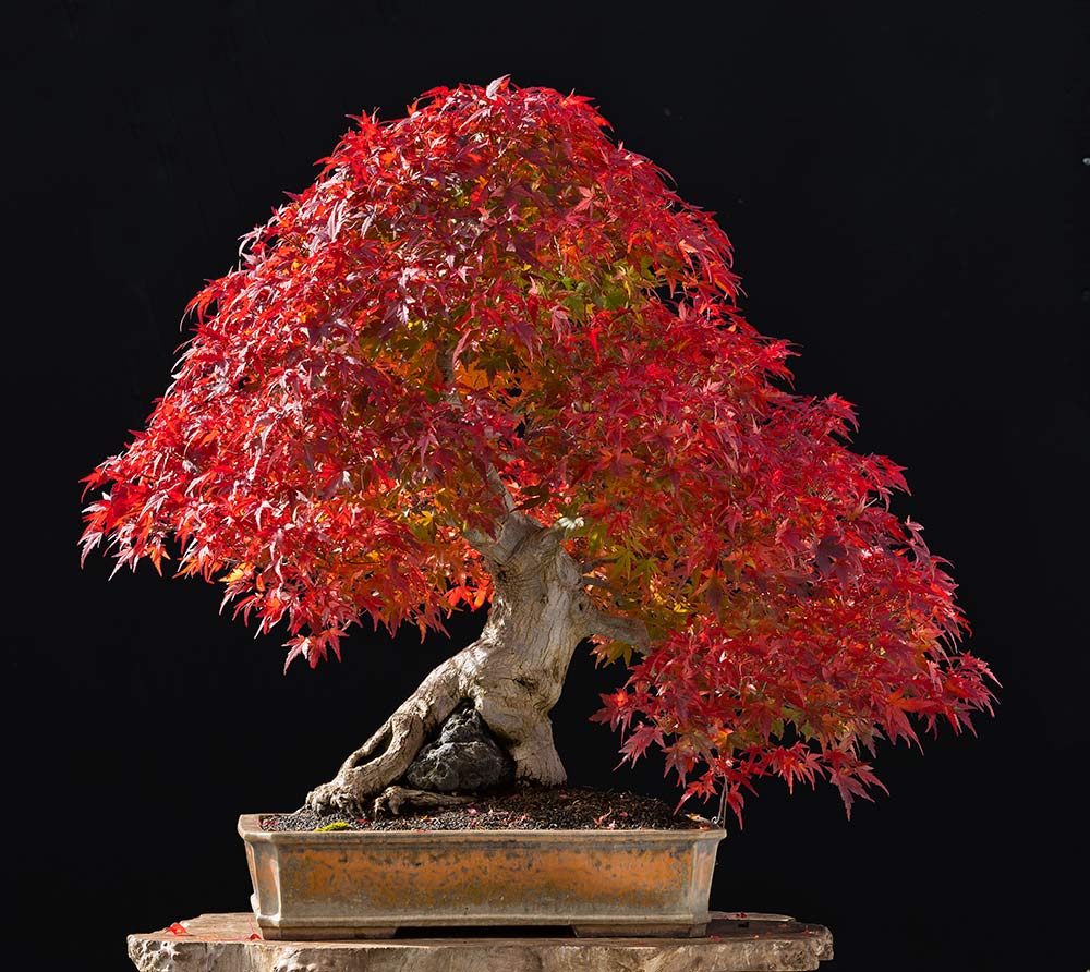 Walter Pall Bonsai Adventures Japanese Maple 16 after full defoliation