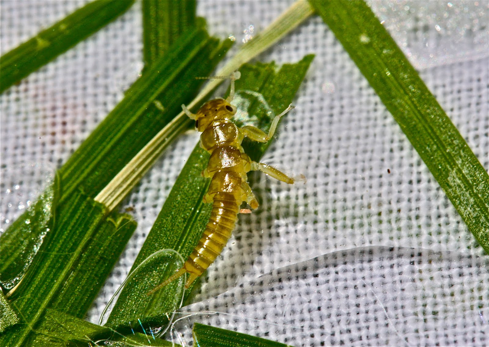Aquatic Insects of Central Virginia Montana Insects, Part II. More
