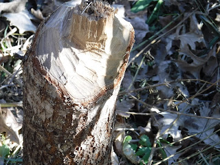 tree stump with beaver toothmarks at Stone State Park in Sioux City, Iowa