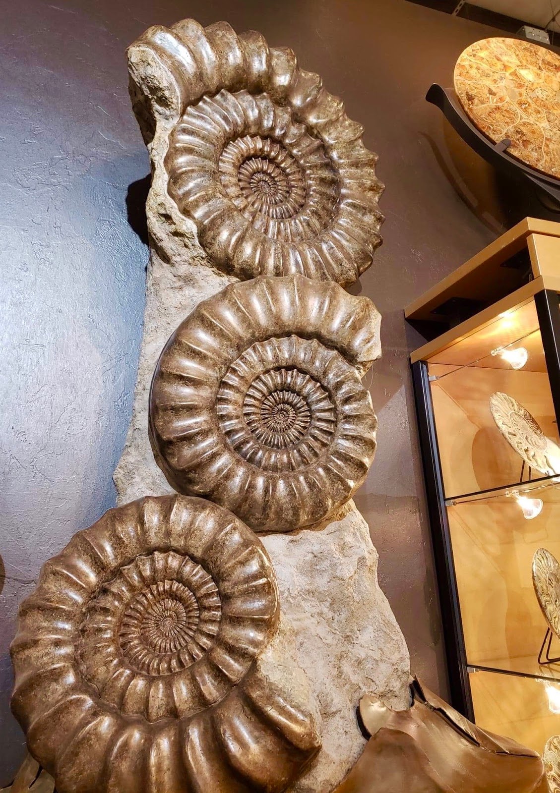 FOSSIL HUNTRESS AMMONITES INDEX FOSSILS