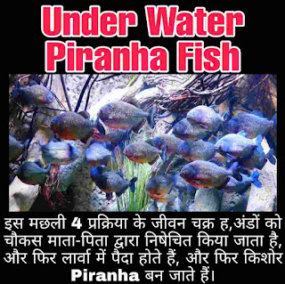 Piranha Fish Look like, Attack, Dangerous for People, Size, Family, Scientific Name, Species and Types of Piranha Fish