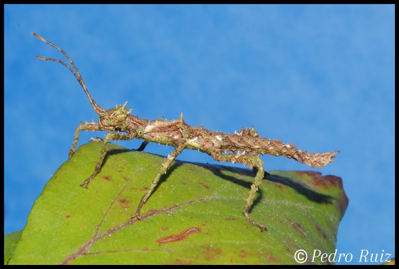 Ninfa hembra L1 de Haaniella erringtoniae, 3 cm de longitud Ninfa hembra L1 de Haaniella erringtoniae, 3 cm de longitud