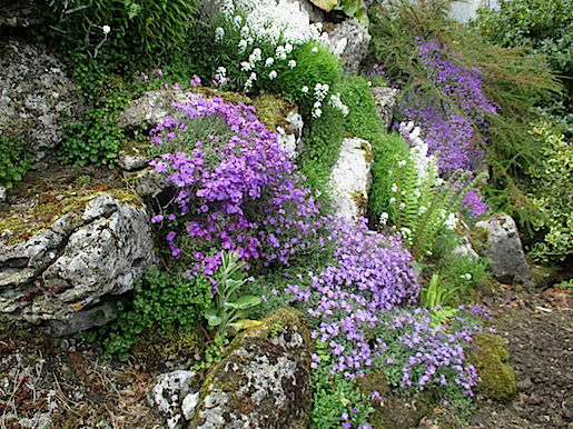 aubretia and white perennial iberis