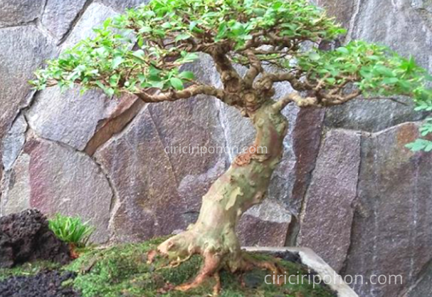 Ingin Menanam Bonsai  Jambu  Begini Cara Tepatnya 