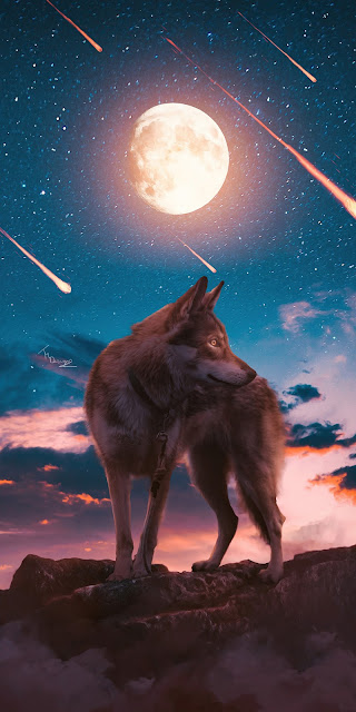 The Lone Wolf Wallpaper