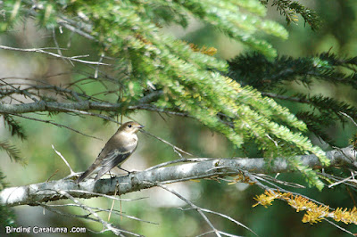 Mastegatatxes (Ficedula hypoleuca)