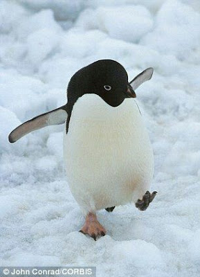Tierna fotografia de pinguino caminando en la nieve