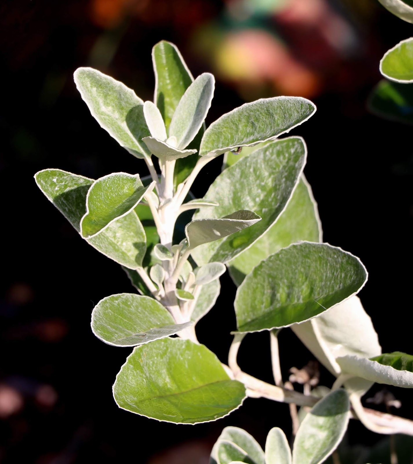 Le Douaire Ile De Vivre Tout Savoir Sur Le Cotoneaster