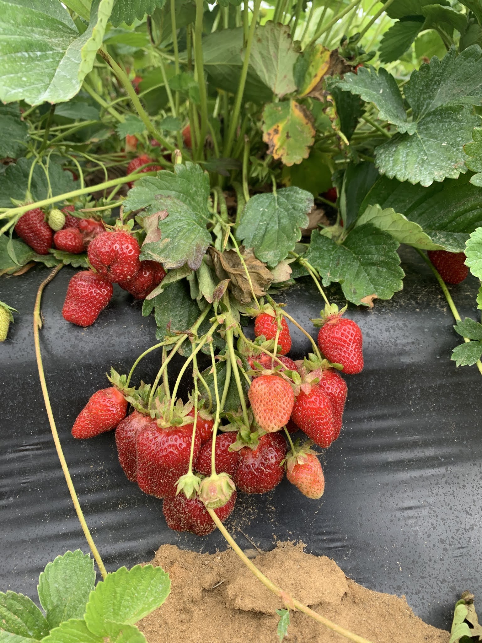 Strawberry Picking