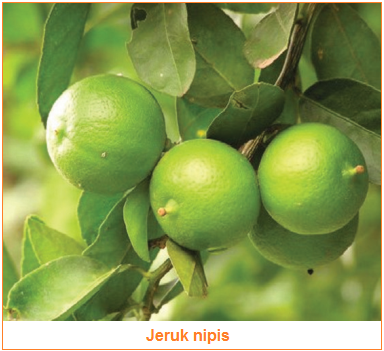 Mengobati untuk sebagai nipis penyakit tradisional jeruk obat dapat dijadikan Jeruk Nipis: