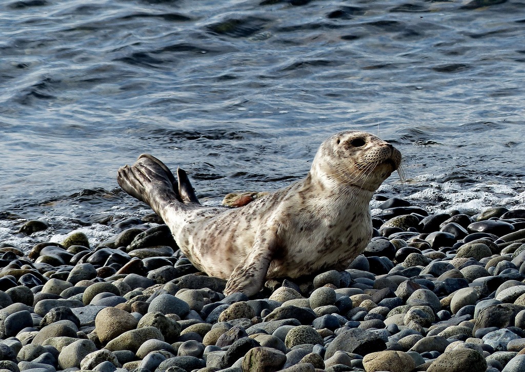 Buzz's Marine Life of Puget Sound HARBOR SEALS IN THE WATER AND ON THE