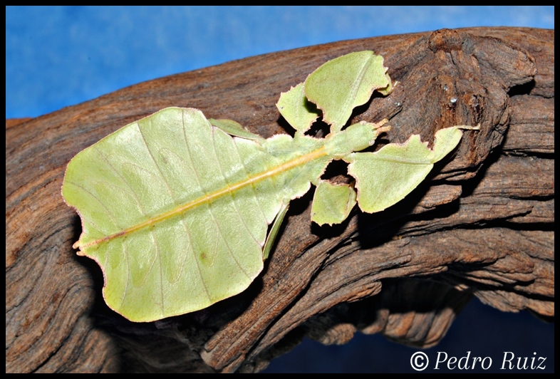 Ninfa hembra L5 de Phyllium bioculatum, 5 cm de longitud Ninfa hembra L5 de Phyllium bioculatum, 5 cm de longitud
