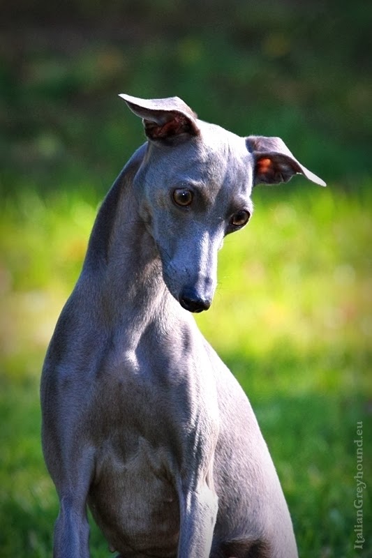 STUPOR MUNDI - Italian Greyhound Breeder, Piccolo Levriero Italiano ...