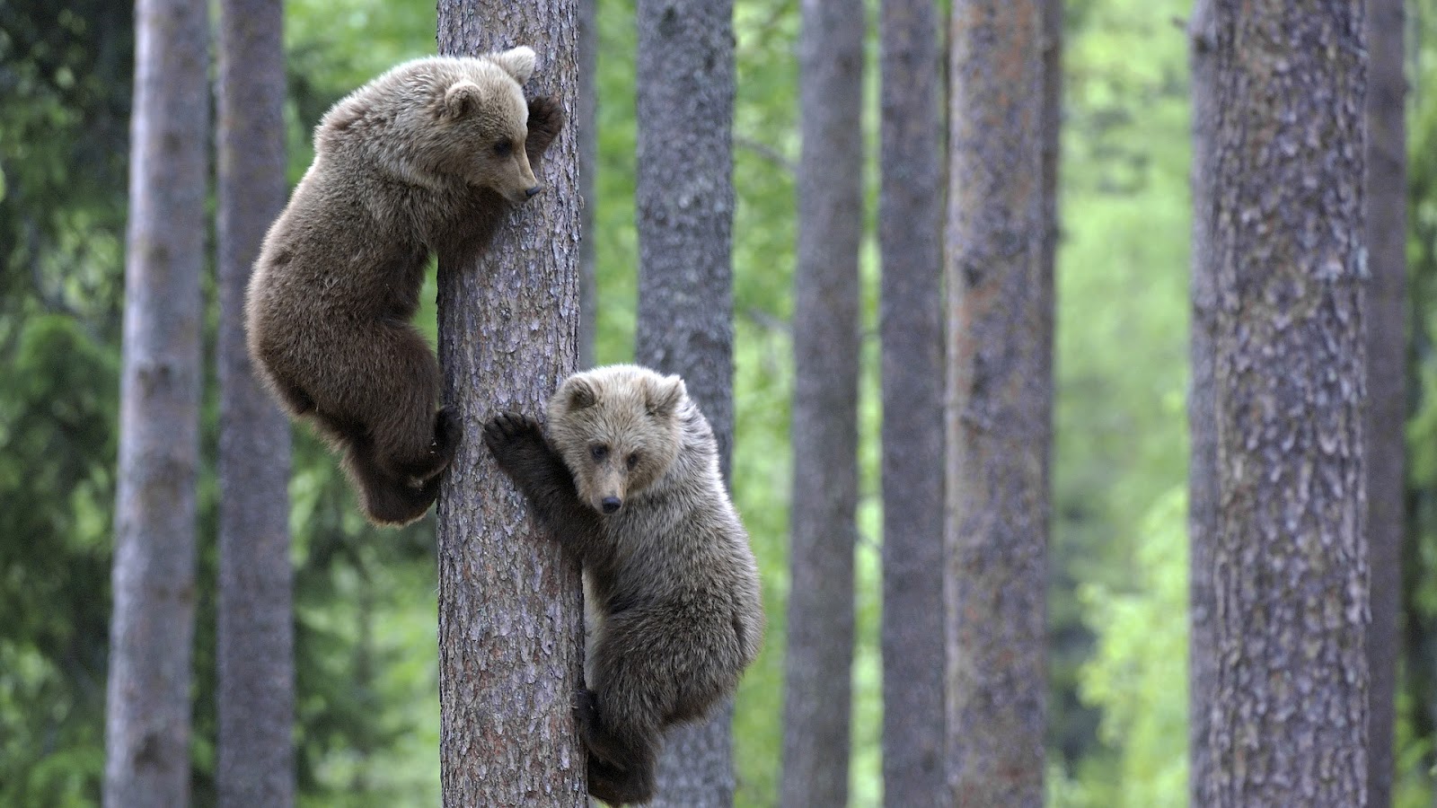 http://1.bp.blogspot.com/-DuSQdXdMXAc/UCJNCGv71TI/AAAAAAAAAEs/__mc_FHYStE/s1600/two-brown-bears-climbing-in-a-tree-hd-animal-wallpaper-brown-bears-animal.jpg