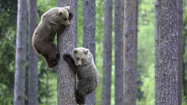tree climbing young bears wallpaper