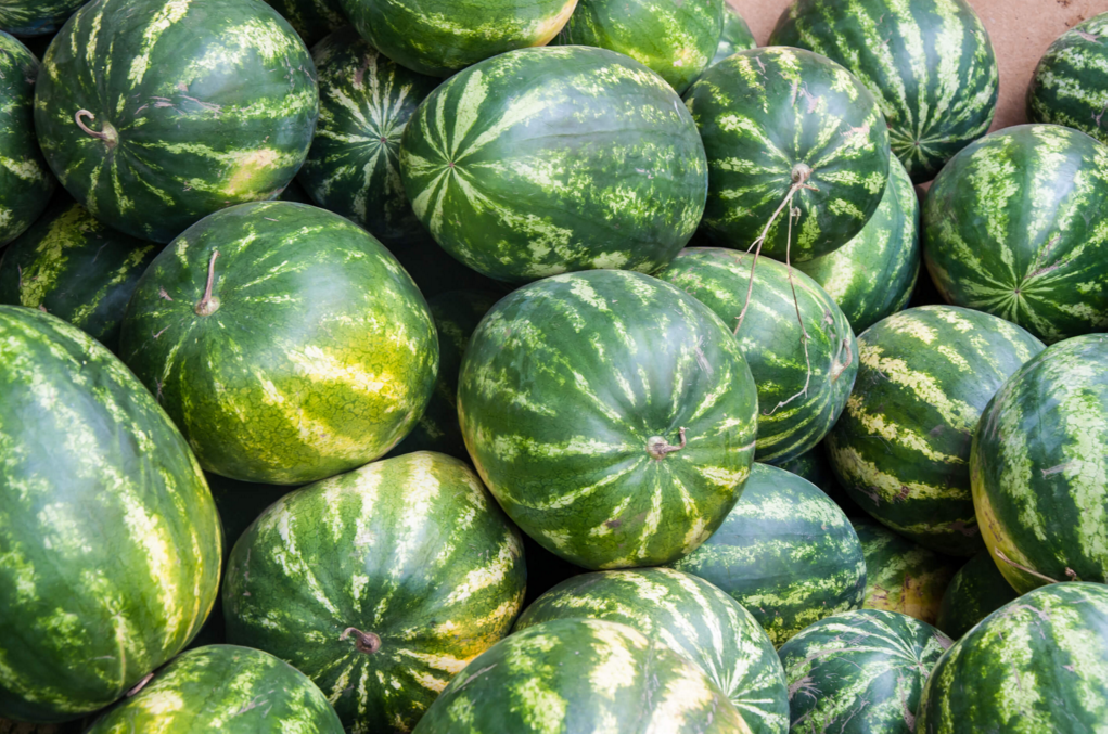 watermelon bad for dogs can dogs eat watermelon or bad fruits watermelon bad for dogs can dogs eat watermelon or bad fruits