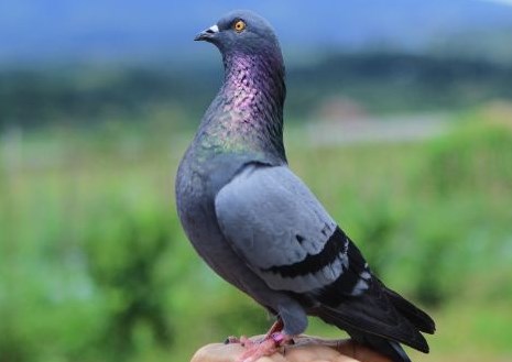 Download Suara Bekuran Burung Merpati Jantan Mp3