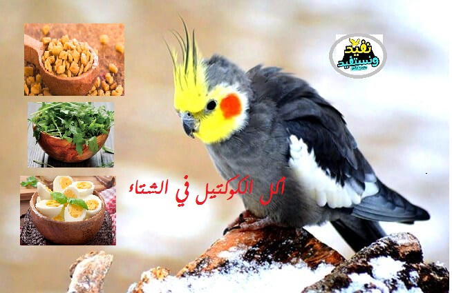 الطعام المفضل لطائر الكوكتيل في الشتاء